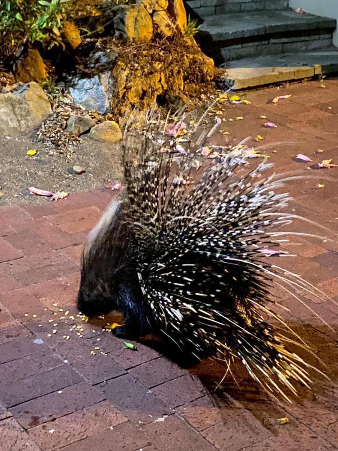 Ferienwohnung Porcupine Walk Simonʼs Town Exterior foto